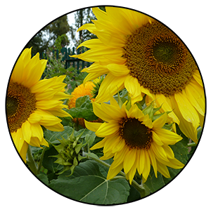 Sunflowers in Ecclesfield Park